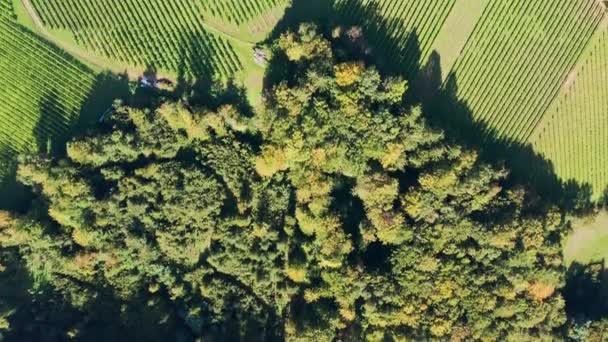 Letecký 4k horní pohled na vinice durring slunečný den v pozdním létě. — Stock video