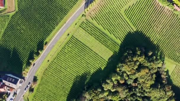 Vista superior aérea de 4k de los viñedos durante el día soleado a finales de verano. — Vídeo de stock