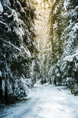 Kışın karla kaplı orman teması
