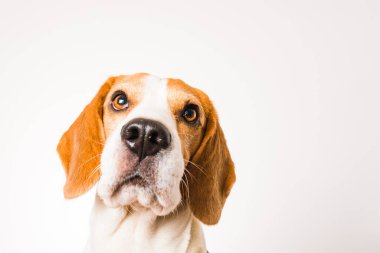 Beyaz arka planda izole edilmiş Beagle köpek portresi.