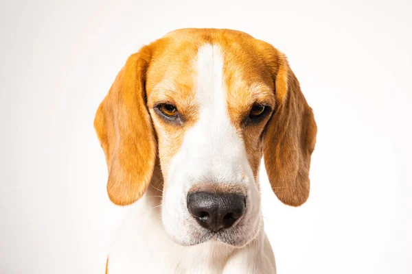 Retrato de perro Beagle aislado sobre fondo blanco. — Foto de Stock