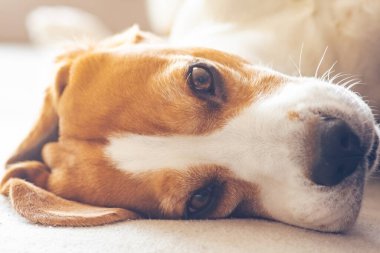Beagle dog yorgun rahat bir kanepede uyur, kanepede.