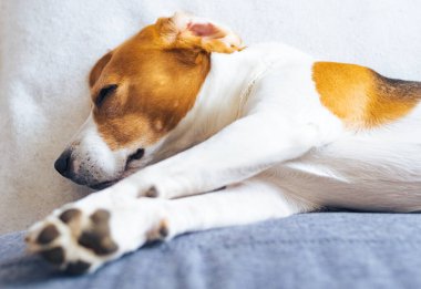 Beagle dog yorgun rahat bir kanepede uyur, kanepede.