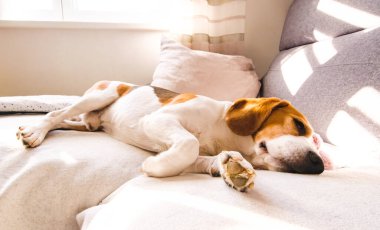 Beagle dog yorgun rahat bir kanepede uyur, kanepede.