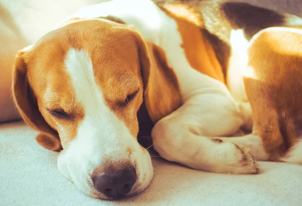 Beagle perro cansado duerme en un sofá acogedor, sofá —  Fotos de Stock