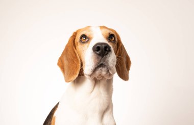 Beagle köpeğinin yakın çekimi, portre,