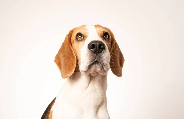 Zbliżenie psa rasy Beagle, portret, — Zdjęcie stockowe