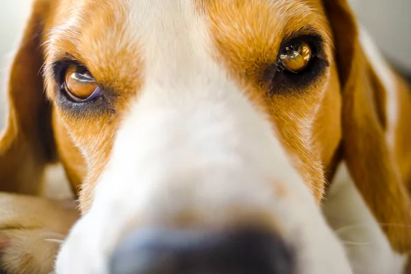 Pies zbliżenie portret selektywny ostrość na oczy — Zdjęcie stockowe
