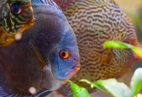 Discus fish in aquarium, tropical fish. — Stock Photo, Image