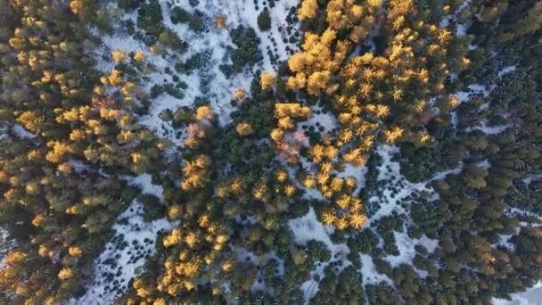 Vista superior aérea sobre el bosque alpino durante la puesta del sol — Vídeos de Stock