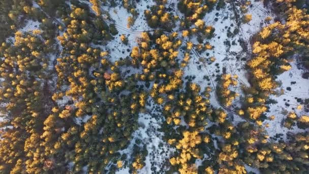 Aerial top view felett alpesi erdő durring sunset Cinematic drone shot — Stock videók