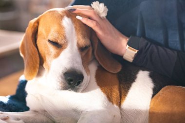 Beagle köpeği evdeki kanepede uzanırken okşamaktan zevk alır.