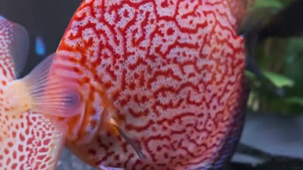 Pesci Symphysodon discus che nuotano in acquario. Checker colori rossi — Video Stock