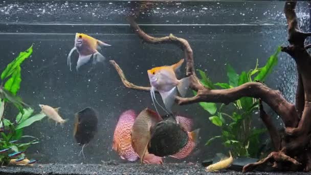 Alimentar a los peces en el acuario — Vídeos de Stock