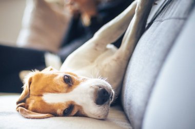 Beagle dog oturma odasında rahat bir kanepede uyur.