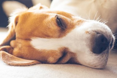 Beagle dog oturma odasında rahat bir kanepede uyur.