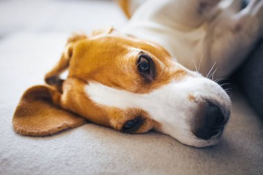 Beagle dog oturma odasında rahat bir kanepede uyur.