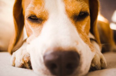 Beagle dog oturma odasında rahat bir kanepede uyur.