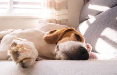Beagle dog oturma odasında rahat bir kanepede uyur.