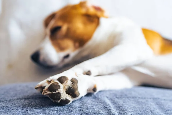 Beagle dog moe slaapt op een gezellige bank in de woonkamer — Stockfoto