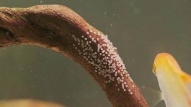 Bir çift altın Pterofilyum Karabatak balığı, dişi yumurtalarını bırakır ve erkek döller.