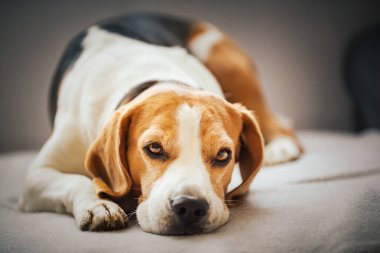 Beagle dog yorgun rahat bir kanepede uyur..