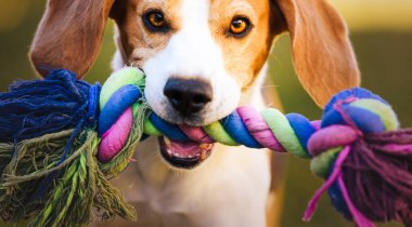 Beagle köpek renkli oyuncak ile kameraya doğru bahçede çalışır. Güneşli gün köpek bir oyuncak alma.