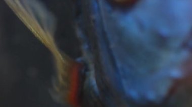 Akvaryumda yüzen mavi balık diski. Balık nefesini kapat..