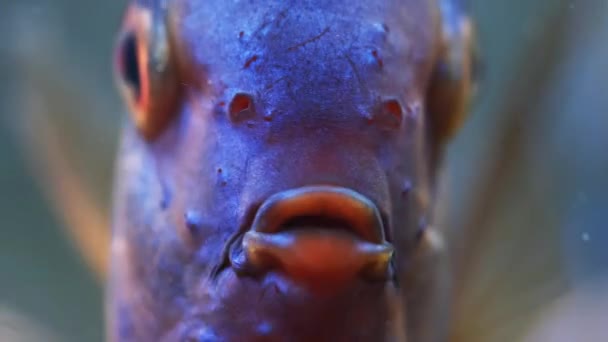 Blauer Fisch Diskus schwimmt im Aquarium. Nahaufnahme vom Atmen der Fische — Stockvideo