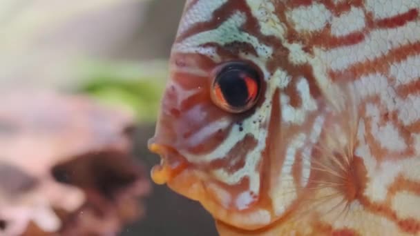 Fish discus swiming in aquarium. Close up of fish breathing. — Stock Video