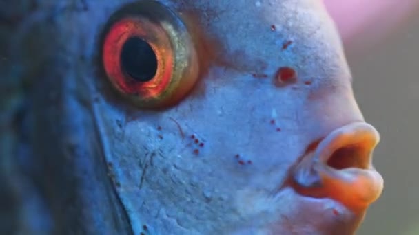 Disco de pescado azul nadando en el acuario. Primer plano de la respiración de los peces. — Vídeos de Stock