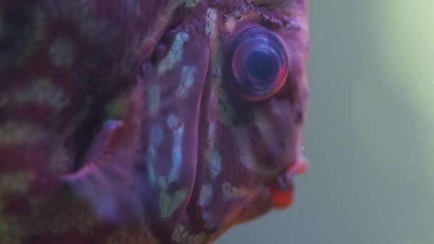 Blauer Fisch Diskus schwimmt im Aquarium. Nahaufnahme vom Atmen der Fische — Stockvideo