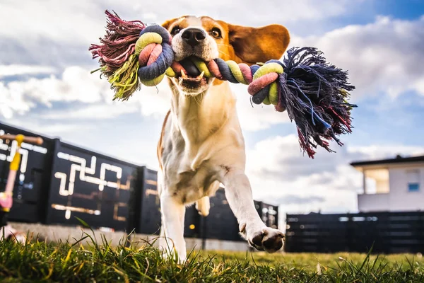 Dog run, beagle jumping fun in the garden summer sun with a toy fetching