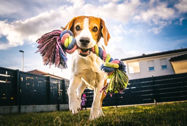 Dog run, beagle jumping fun in the garden summer sun with a toy fetching