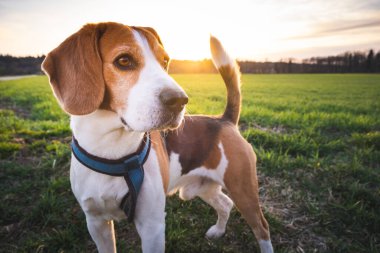Kırsal bölgede av köpeği. Doğada Günbatımı