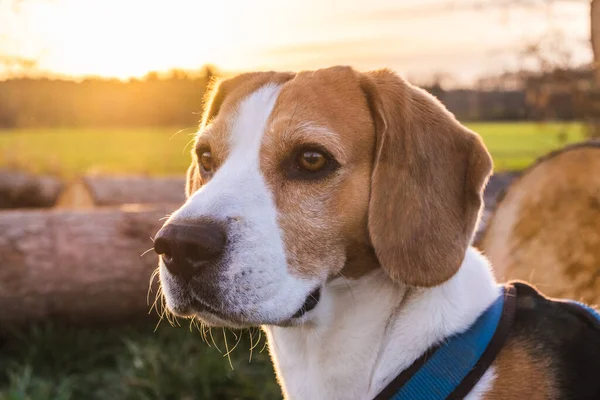 Beagle dog on Rural area. RSunset in nature