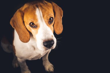 Beagle köpek portresi siyah arkaplanda izole edilmiş..