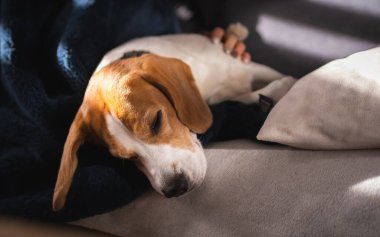 Beagle köpeği evdeki kanepede uzanırken okşamaktan zevk alır.