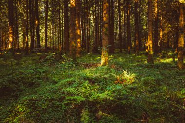 Yosun kaplı Sonbahar Ormanı.