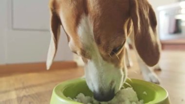 Beagle yerde kaseden yer. Tavuklu pilav..