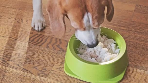 Beagle eet uit de kom op de vloer. Rijst met kippenvoer. — Stockvideo
