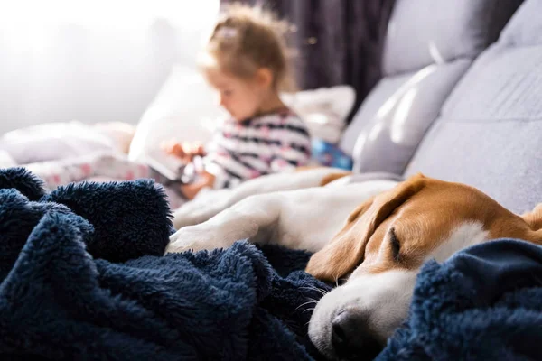 Flicka med smartphone på soffa i bakgrunden och hund i förgrunden — Stockfoto