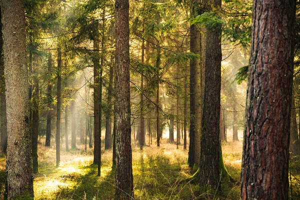 마그마깊은 숲 가을 숲. 박종우. 태양 광선을 이용 한 어수선 한 오래 된 숲의 아름다운 경치, — 스톡 사진