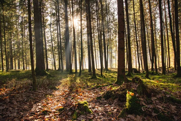 마그마깊은 숲 가을 숲. 박종우. 태양 광선을 이용 한 어수선 한 오래 된 숲의 아름다운 경치, — 스톡 사진