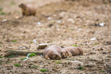 Yuvalarından dışarı bakan iki yavru çayır köpeği.