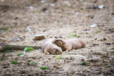 Yuvalarından dışarı bakan iki yavru çayır köpeği.