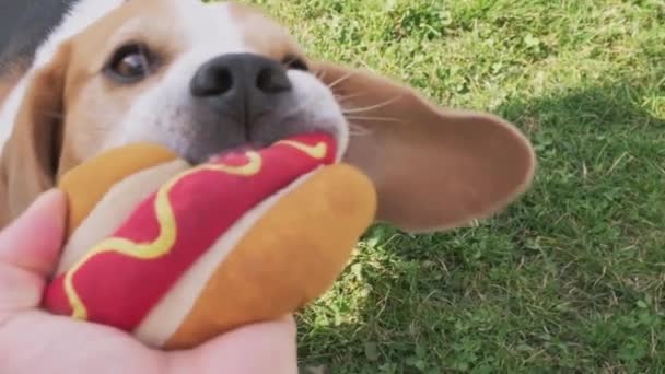 Hombre jugando con perro, tirón de la guerra, beagle agarrar el otro lado y volar alrededor. — Vídeo de stock