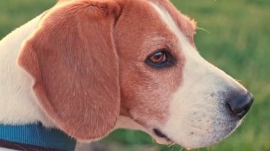 Beagle köpeği gün batımında kırsal alanda oturur.