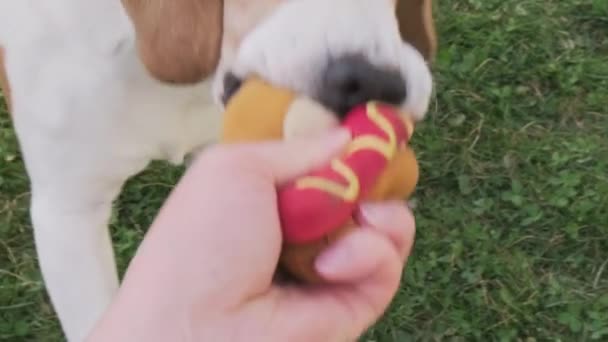 Homem brincando com cão, puxão de guerra, beagle agarrar o outro lado e voar sobre. — Vídeo de Stock