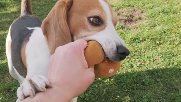 Man spelen met hond, trekken van de oorlog, beagle greep aan de andere kant en vliegen rond. — Stockvideo